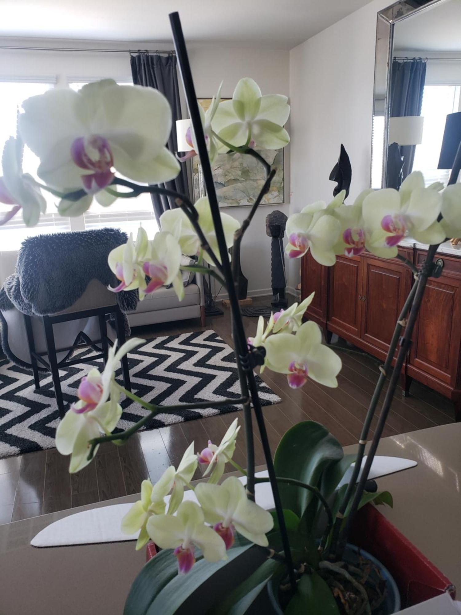 Penthouse Dreams Apartment เออร์ไวน์ ภายนอก รูปภาพ